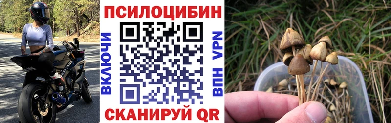 где купить   Хасавюрт  OMG зеркало  Псилоцибиновые грибы MAGIC MUSHROOMS 