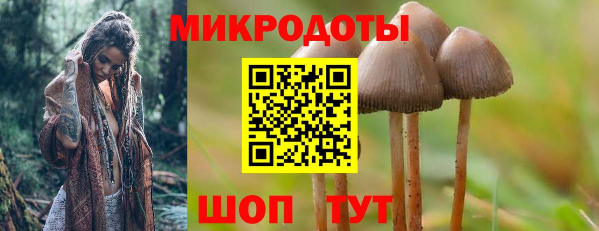 Псилоцибиновые грибы Psilocybe Хасавюрт
